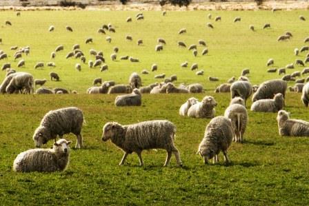 Merino Sheep on the New Zeeland's field